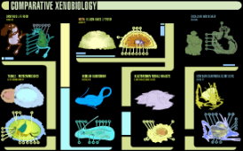 Xenobiology Life Forms